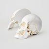 Skull Bookends